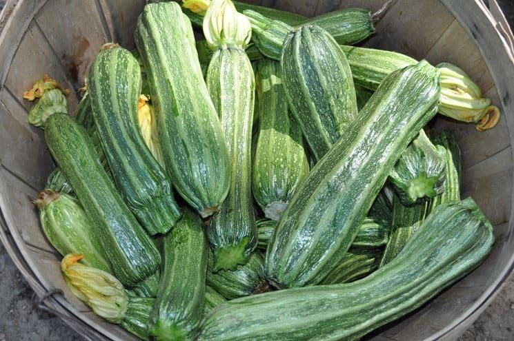 Seeds Cocozelle Zucchini - Heirloom Vegetable - GMO Free - Image 6