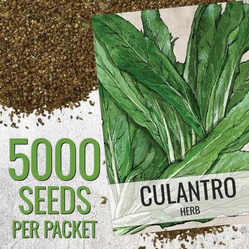 Seed Needs Culantro Seeds to Plant Non-GMO Heirloom Sawtooth Herbs XL Pack - Image 3