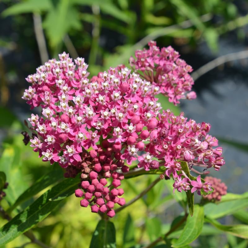 2 Pink Butterfly Milkweed Live Plants, Native Flower Plant, 4-9 Inch Tall - Image 2