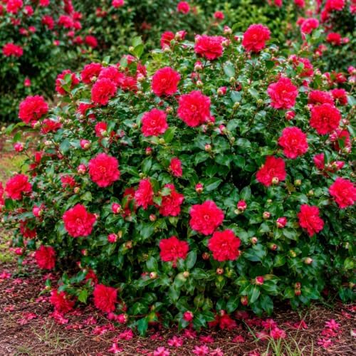 October Magic Ruby Camellia Shrub - 16-22" Tall Live Plant - 3 Gallon Pot - Image 3