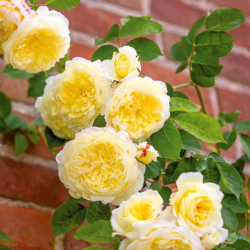 Yellow Climbing Roses Live Plants, Fragrant Starter 5-9" Tall - Image 4