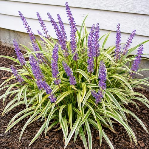 Variegated Liriope (Lilyturf) Grass - Live Plant - 4" Pot - Image 5