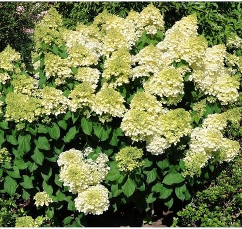 Silver Dollar Hydrangea Live Flowering Shrub – White Panicle Blooms for Outdoor Garden & Landscape(1 Gallon/Set of 2) - Image 3