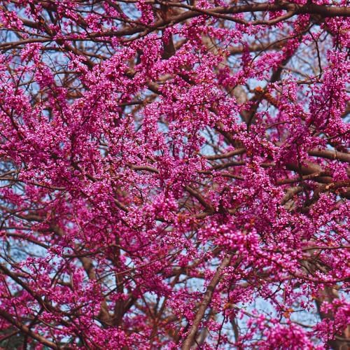 Redbud Tree Live Plant, Pink Flowering Ornamental Tree, 26-28 Inch Tall - Image 3