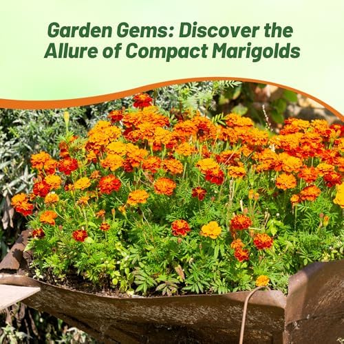 Outsidepride Little Hero Mix French Marigold Seeds - 150 Pcs Annual, Compact, Heat & Drought Tolerant Flower Seeds for Planting w/Attractive Bi-Colored Blooms, Ideal for Vibrant Pollinator Gardens - Image 5