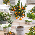 Brighter Blooms - Owari Satsuma Mandarin Tree, 1-2 ft. by BrighterBlooms