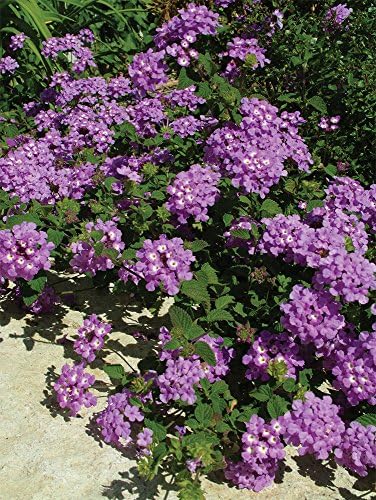 American Plant Exchange Lantana 'Lavender' – 6-Inch Pot – Live Flowering Shrub with Soft Purple Blooms, Heat-Tolerant Outdoor Plant for Patios, Gardens, Containers & Pollinator Landscapes - Image 2