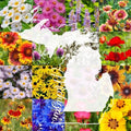 Michigan Bulk Perennial and Annual Wildflower Seed Mix 1/4lb Covers 500sq-ft - Attract Pollinators, Multi-Color Non-GMO Blooms - Midwest US Species Plant in Spring/Fall (1/4 Pound) by PaperStreetPerennials
