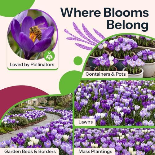20 Large Flowering Crocus Flower Bulbs Blue Moon Mixture - Image 6