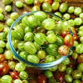 Gooseberry Bush Live Plant, Backyard Berry Shrub, 5-9 Inch Tall by AVERAR