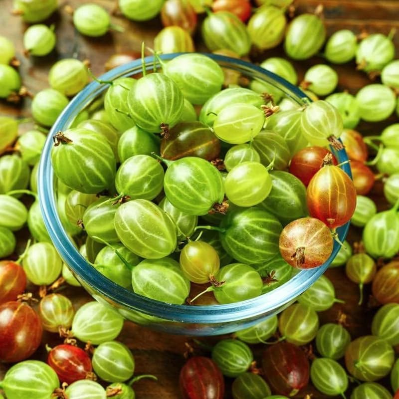 Gooseberry Bush Live Plant, Backyard Berry Shrub, 5-9 Inch Tall by AVERAR
