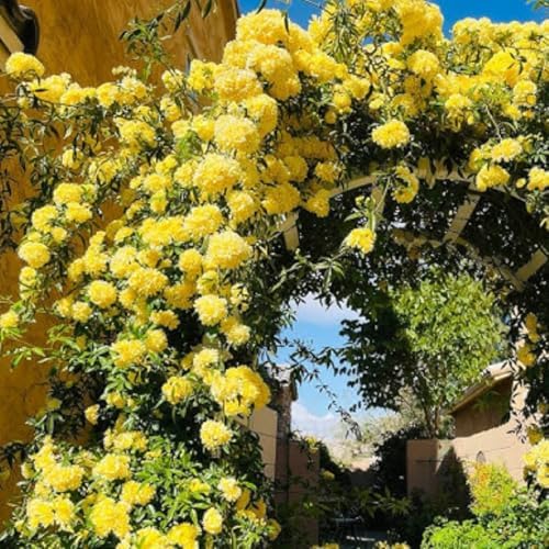Yellow Live Rose Plant, Hardy, 5-10 Inch Tall - Image 2