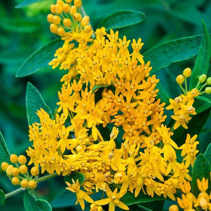 Set 3 Yellow Milkweed Flowers Plants Yellow Asclepias Plants Perennial Milkweed Flowers Bushes 4-6 Inch Tall - Image 4