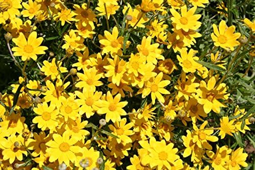 Oregon Sunshine Flower Seeds, Yellow Blooms, (Woolly Sunflower) Eriophyllum Lanatum, Drought-Tolerant Perennial, 1000 Seeds - Image 3