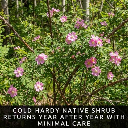 Woods Rose Seeds for Planting | Native Wild Rose Shrub | 100 Seeds - Image 3
