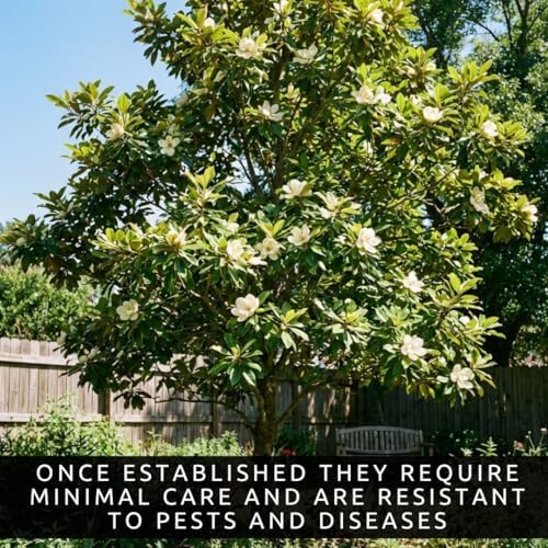 Sweetbay Magnolia Live Plants – Magnolia virginiana Fragrant Flowering Trees – Beautiful Creamy White Blooms – Hardy Ornamental Landscape Trees (5 Trees) - Image 5