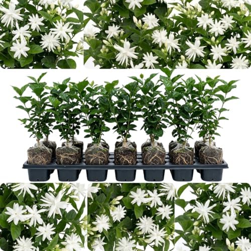 White Arabian Jasmine Live Plant, Flowering Shrub, 4-6 Inch Tall - Image 2