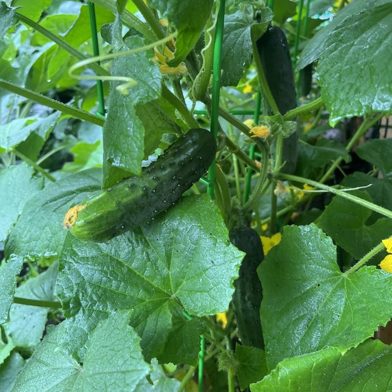 2 Marketmore Cucumber Plants, 4-6" Tall Cucumber Seedlings in 4" Pot - Image 4