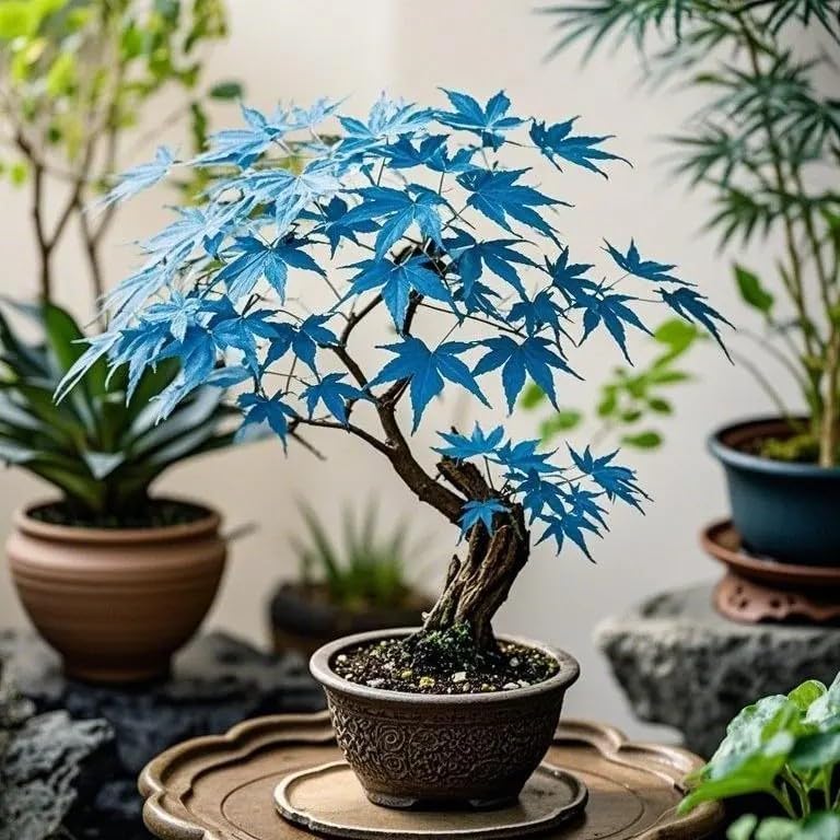 15 Rare Blue Japanese Maple Seeds - Acer Palmatum Ornamental Tree Seeds for Planting - Home Garden Yard and Indoor Bonsai Decor - Image 2