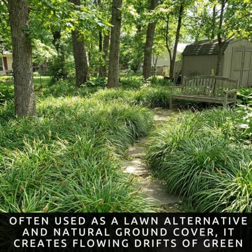 3 Pennsylvania Sedge Live Plant Plugs – Carex pensylvanica Native Shade Grass Starter Plants – Low Maintenance Ground Cover for Woodland Gardens & Landscaping (3 Plants) - Image 2