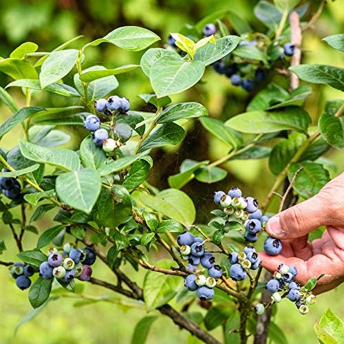 Perfect Plants Rabbiteye Blueberry Bush, 1 Gallon, Live Fruit - Image 5