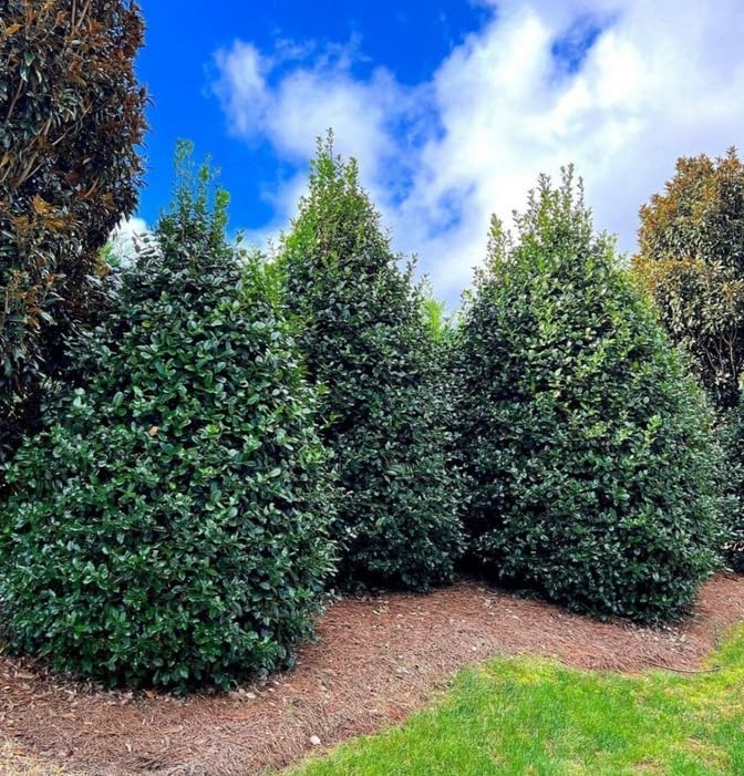 Nellie R. Stevens Holly Shrub - 6-12" Tall Live Plant - 3" Pot - Image 7