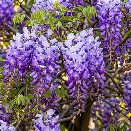 3 Wisteria Live Plants 1–2 Ft Tall – Flowering Wisteria Vine (Wisteria Floribunda) – Fast Growing Climbing Plant for Garden, Trellis, Pergola & Bonsai Training (3 Plants) by CZGrain