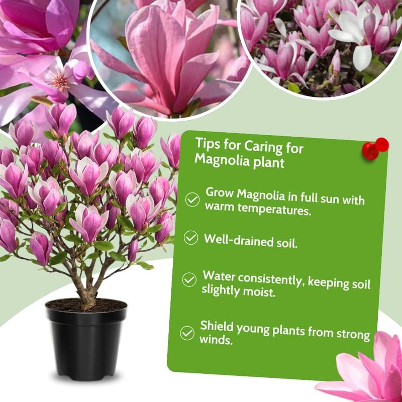 Jane Magnolia Flower Tree, Hardy Ornamental Flowering Plant, Gallon Pot - Image 4