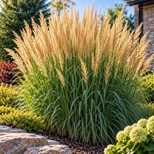 Karl Foerster Feather Reed Grass Calamagrostis Live Starter Plugs, 3 Pack by CZGrain