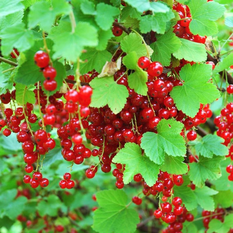 Red Currant Bush Live Plant, Outdoor Berry Plant, 5-9 Inch Tall - Image 5
