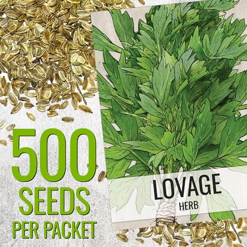 Seed Needs Lovage Seeds to Plant an Herb Garden - 20 Packs - Image 3