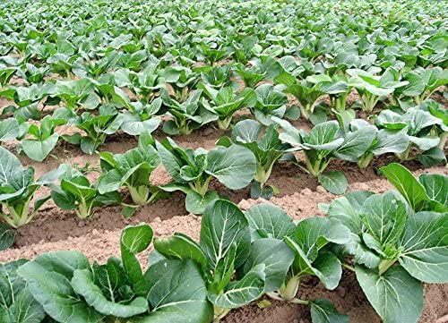 1000 Canton Pak Choi Bok Choy Chinese Cabbage Seeds Heirloom Non-GMO - Image 4