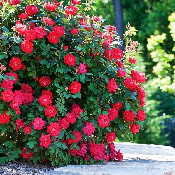 Brighter Blooms Double Knock Out® Rose Shrub, 2 Gallon by BrighterBlooms