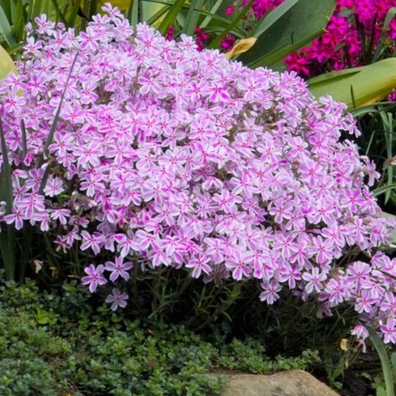 2 White Pink Creeping Phlox Live Plants, Perennial Flowers, 4" Pot - Image 2