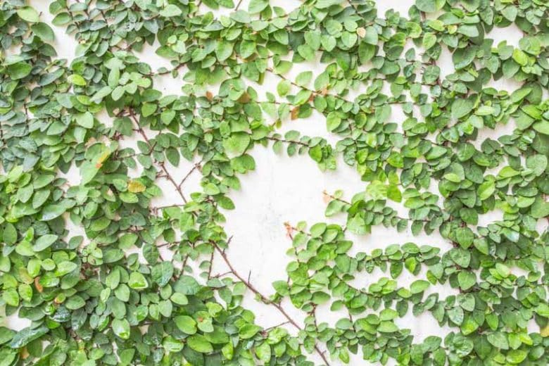 Creeping Fig Live Plants (5-9") - Pack of 2 (Two) - Ficus pumila Climbing Vine - Fast Growing Wall Coverage - Indoor Terrarium & Outdoor Garden - Self-Adhering Evergreen Foliage - Image 4