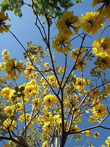 Yellow Tabebuia Trumpet Tree - 5 Live Plants in 4 Inch Pots - Handroanthus Chrysanthus - Beautiful Flowering Tree - Image 4