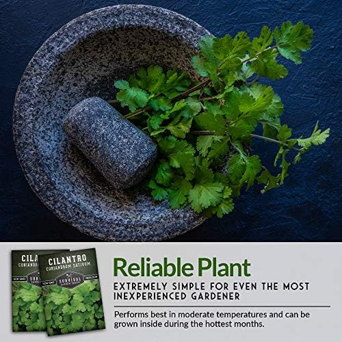 Cilantro Seeds for Planting - Heirloom Coriander Seed (1 Pack) - Image 4