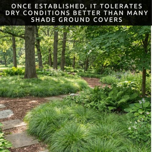 3 Pennsylvania Sedge Live Plant Plugs – Carex pensylvanica Native Shade Grass Starter Plants – Low Maintenance Ground Cover for Woodland Gardens & Landscaping (3 Plants) - Image 5