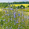 Outsidepride Chicory Seeds for Planting - 5000 Pcs Perennial, Easy to Grow & Drought Tolerant, Flower Seeds with Clustered Pastel Blue Blooms for Garden Pastures & Wildflower Meadows by Outsidepride