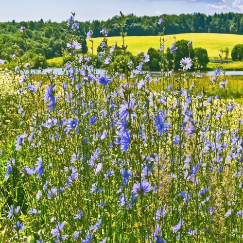 Outsidepride Chicory Seeds for Planting - 1 lb. Perennial, Easy to Grow & Drought Tolerant, Flower Seeds with Clustered Pastel Blue Blooms for Garden Pastures & Wildflower Meadows - Image 2