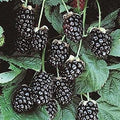 Arapaho blackberry bush live plant NEW Rubus by Unknown