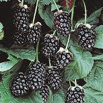 Arapaho blackberry bush live plant NEW Rubus by Unknown