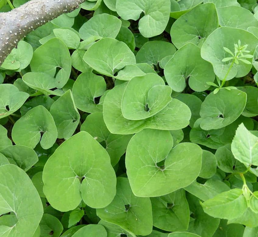 20 Wild Ginger Roots - Canadian Ginger Live Plants - Image 3