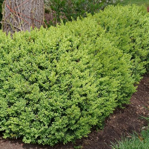 1g Proven Winners North Star Boxwood Shrub - Image 2