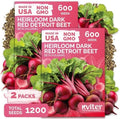 1,200 Detroit Dark Red Beet Heirloom Vegetable Seeds, Beta Vulgaris by KVITER