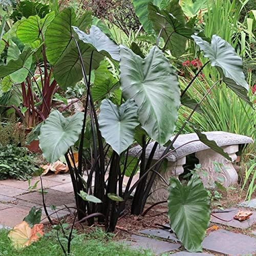Violet Stemmed Taro, a Great Live Pond Plant for Your Water Garden. Filters The koi and Goldfish Pond. Good for Bogs, Plant Shelf or Shallow Water This marginal Aquatic is a Real Beauty by Chalily