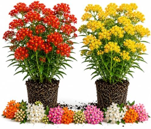 2 Mixed Milkweed Live Plants 4-7 Inches, Asclepias Butterfly Milkweeds by UIOTER