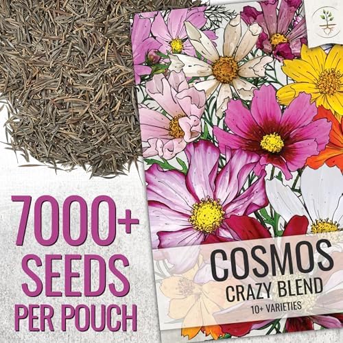 Seed Needs Cosmos Seeds Original Crazy Mix 1.5 Ounce Heirloom Bulk Pack - Image 2