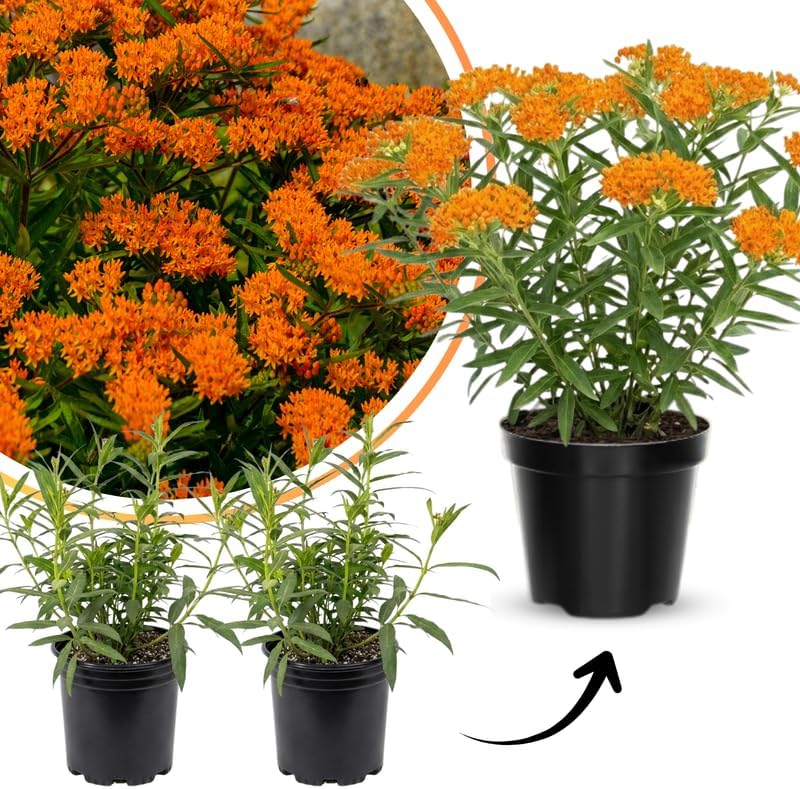 2 Orange Milkweed Live Plants, Asclepias Tuberosa Perennial, 4-8 Inch Tall - Image 5