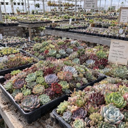 10 Assorted Live Succulent Plants, Bare Root Random Variety Collection - Image 5